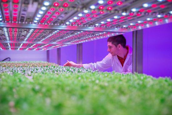飞利浦(Philips)开发出定制型LED “灯光食谱”