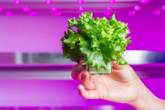飞利浦(Philips)开发出定制型LED “灯光食谱”